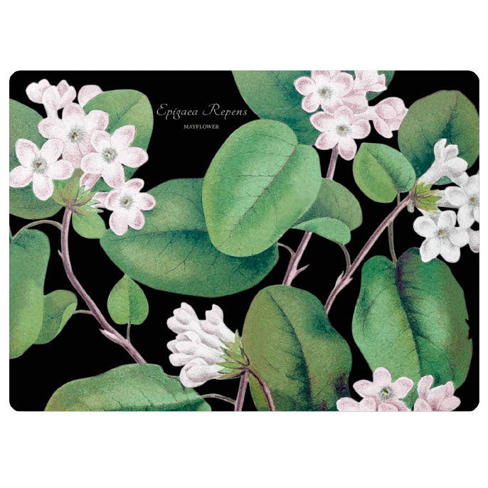 Mayflower Botanical Hardboard Placemat Set