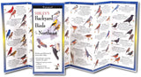 Backyard Birds of the Northeast: A Folding Pocket Guide to Identification
