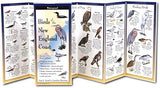 Birds of the New England Coast: A Folding Pocket Guide to Identification