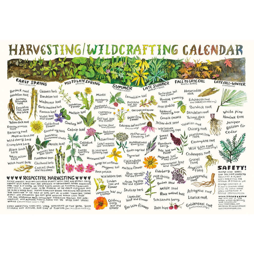 Harvesting/Wildcrafting Calendar
