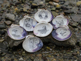 Hand-Drawn Nature Scene Quahog Shell
