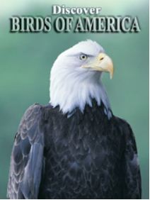 Discover Birds of America Playing Cards